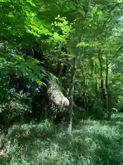 賀茂御祖神社（下鴨神社）の周辺