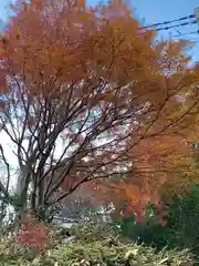 愛宕神社の自然