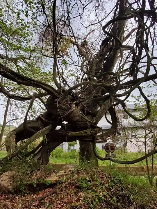 白河神社の自然