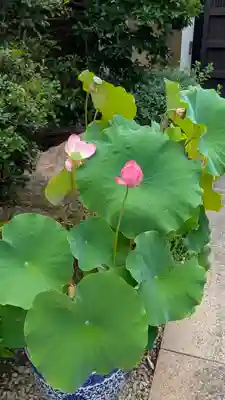 大覚寺(兵庫県)