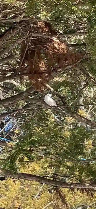 留辺蘂神社の動物