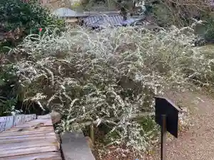 海龍王寺(奈良県)(2025年04月09日(水) 14時15分22秒投稿)
