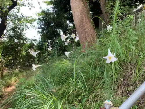神明神社の自然