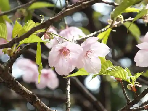 近江神宮の自然