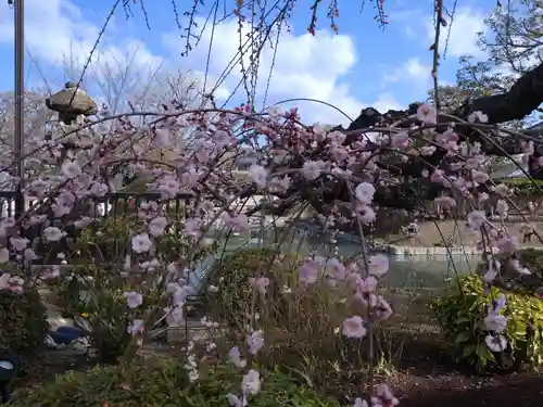東寺（教王護国寺）の自然