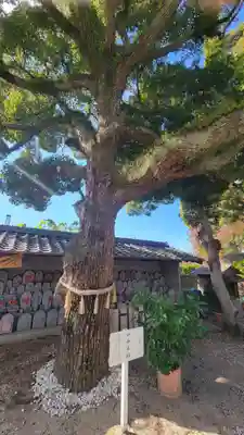 定善寺(愛媛県)