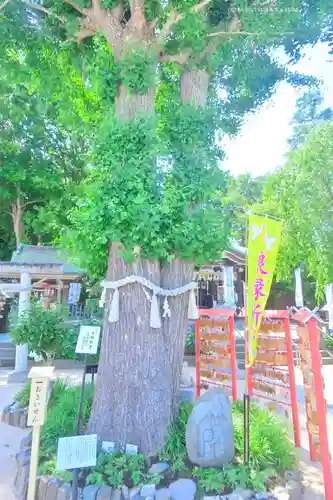 川越八幡宮(埼玉県)