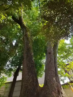 渋谷氷川神社(東京都)