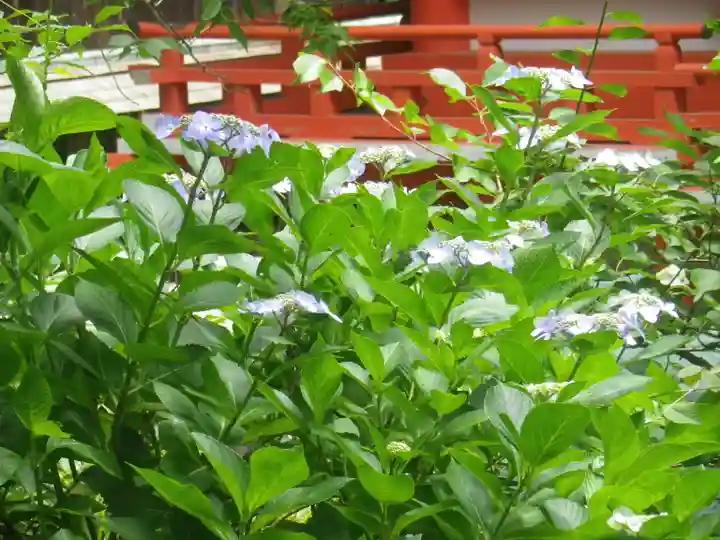 荏柄天神社の自然