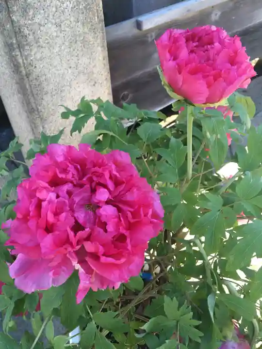 上野東照宮の自然