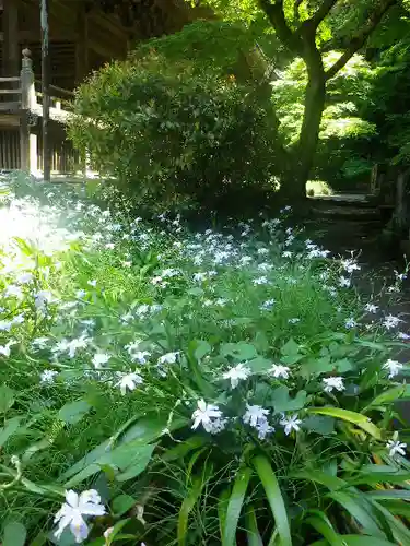 妙本寺の庭園