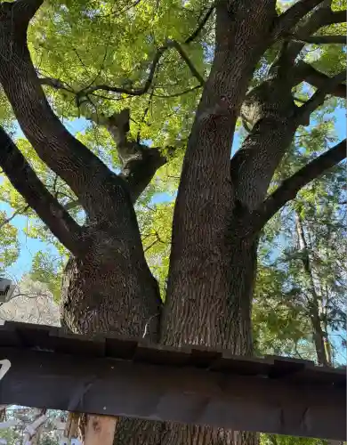 平塚八幡宮(神奈川県)