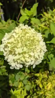 安養寺(弥勒院)の自然