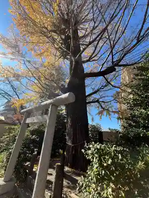 朝日氷川神社(埼玉県)