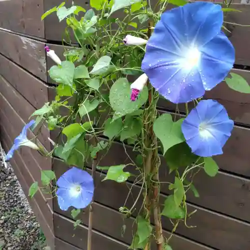 七重浜海津見神社の自然