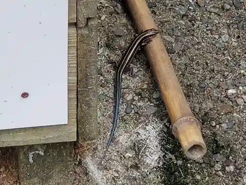 岩田神社の動物