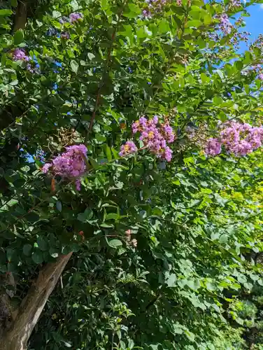 悟眞寺（悟真寺）の自然