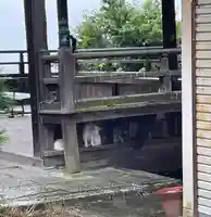 琴彈八幡宮の動物