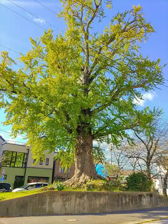 津島神社の自然
