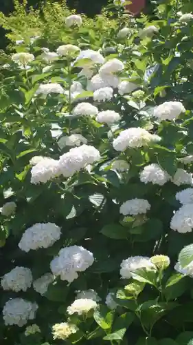 岡寺（龍蓋寺）(奈良県)