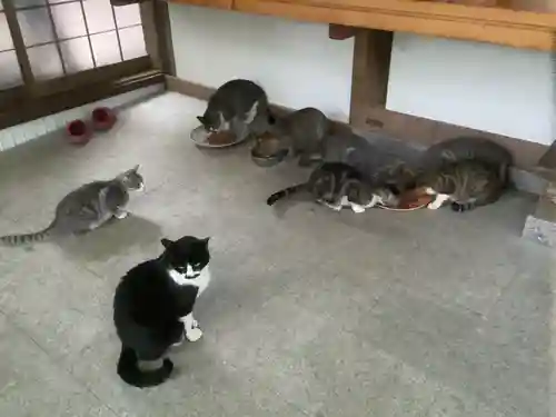 玉野御嶽神社の動物