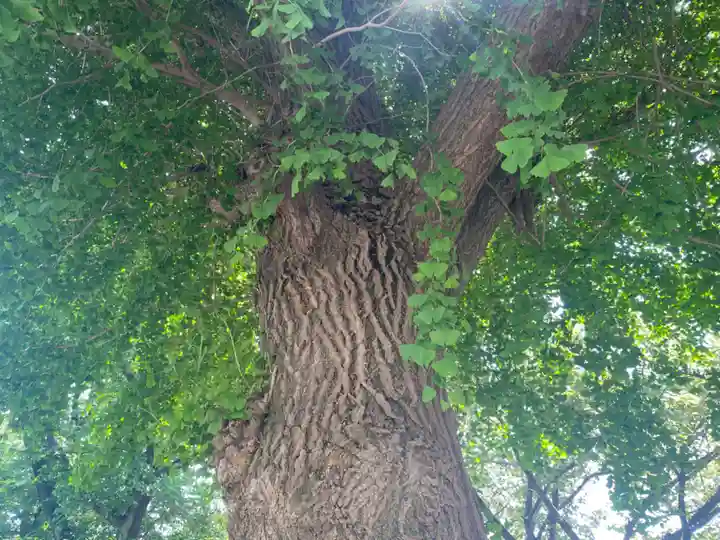 諏訪神社の自然
