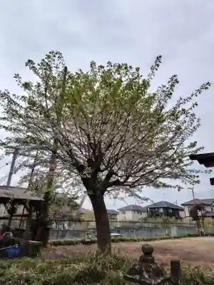 氷川神社(埼玉県)
