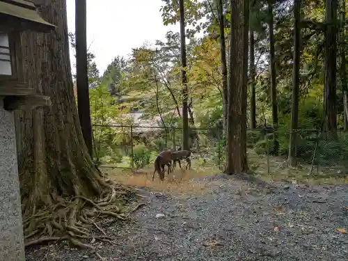 三峯神社(埼玉県)