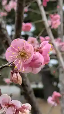 白雲神社(京都府)