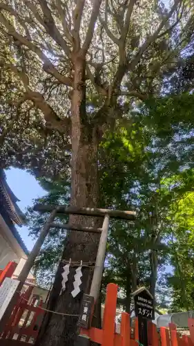 大前神社の{uncategorized: "未分類", other: "その他", undefined: "問題あり", building: "その他建物", grave: "お墓", sacred_gate: "鳥居", guardian: "狛犬", statue: "像", buddha: "仏像", history: "歴史", nature: "自然", garden: "庭園", animal: "動物", pagoda: "塔", temizu: "手水舎", mountain_gate: "山門・神門", sanctuary: "本殿・本堂", subordinate: "末社・摂社", art: "芸術", scenery: "景色", jizo: "地蔵", ema: "絵馬", goshuin: "御朱印", omikuji: "おみくじ", items: "授与品その他", amulet: "お守り", goshuincho: "御朱印帳", eats: "食事", festival: "お祭り", votive_dance: "神楽", shichigosan: "七五三参", wedding: "結婚式", experience: "体験その他", initially: "初詣", around: "周辺", anti_infection: "感染症対策"}