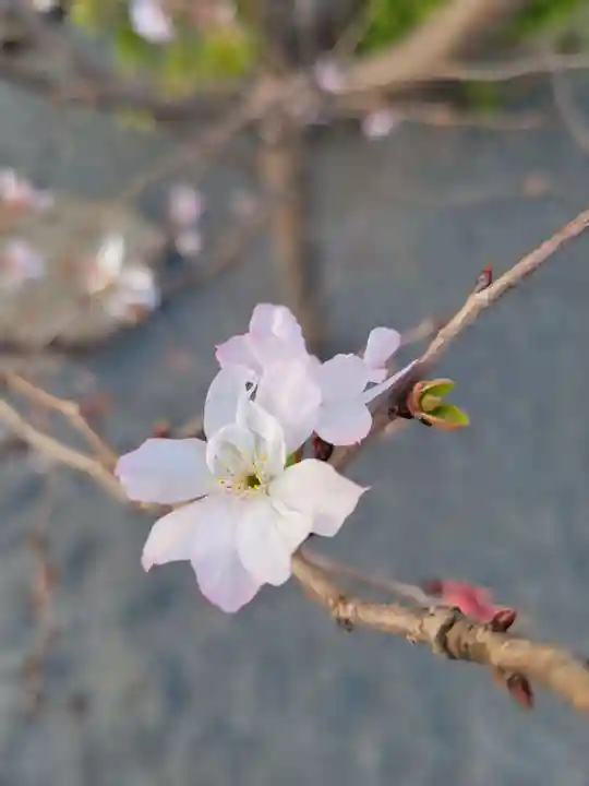 寛永寺不忍池弁天堂の自然