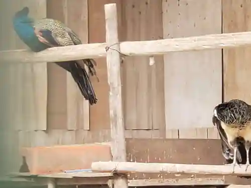 園城寺（三井寺）の動物