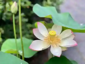 伊勢の国 四天王寺(三重県)(2023年06月14日(水) 16時51分25秒投稿)