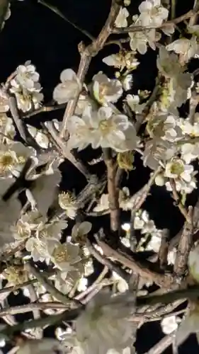 東寺（教王護国寺）(京都府)