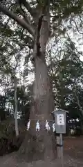 白山神社の自然