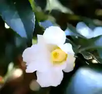 三津厳島神社の自然