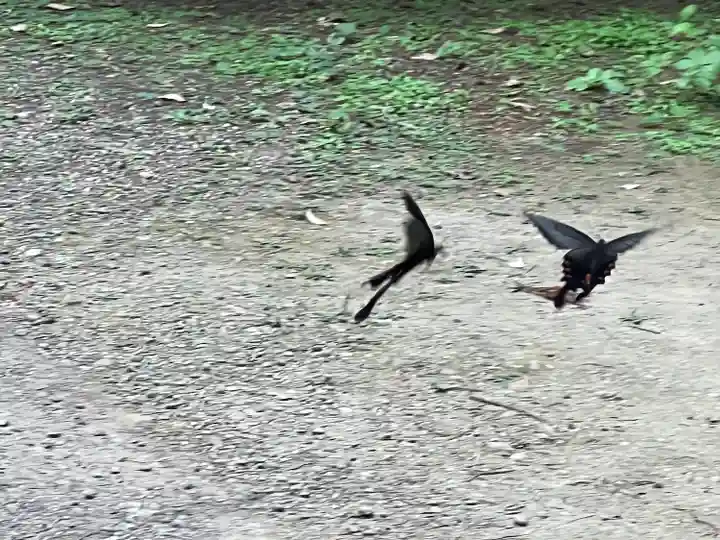 香取神宮の動物