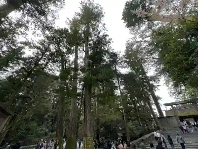 伊勢神宮内宮（皇大神宮）の{uncategorized: "未分類", other: "その他", undefined: "問題あり", building: "その他建物", grave: "お墓", sacred_gate: "鳥居", guardian: "狛犬", statue: "像", buddha: "仏像", history: "歴史", nature: "自然", garden: "庭園", animal: "動物", pagoda: "塔", temizu: "手水舎", mountain_gate: "山門・神門", sanctuary: "本殿・本堂", subordinate: "末社・摂社", art: "芸術", scenery: "景色", jizo: "地蔵", ema: "絵馬", goshuin: "御朱印", omikuji: "おみくじ", items: "授与品その他", amulet: "お守り", goshuincho: "御朱印帳", eats: "食事", festival: "お祭り", votive_dance: "神楽", shichigosan: "七五三参", wedding: "結婚式", experience: "体験その他", initially: "初詣", around: "周辺", anti_infection: "感染症対策"}