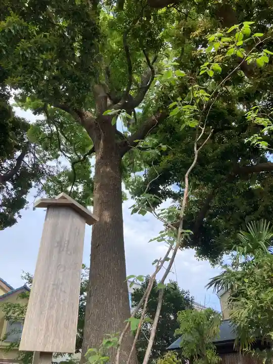 片瀬諏訪神社の自然