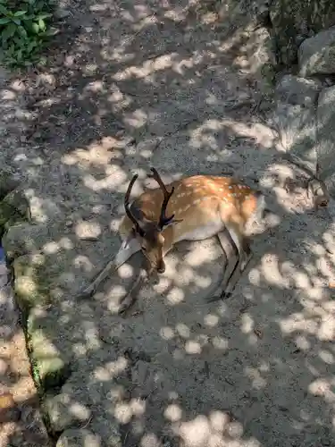 厳島神社(広島県)