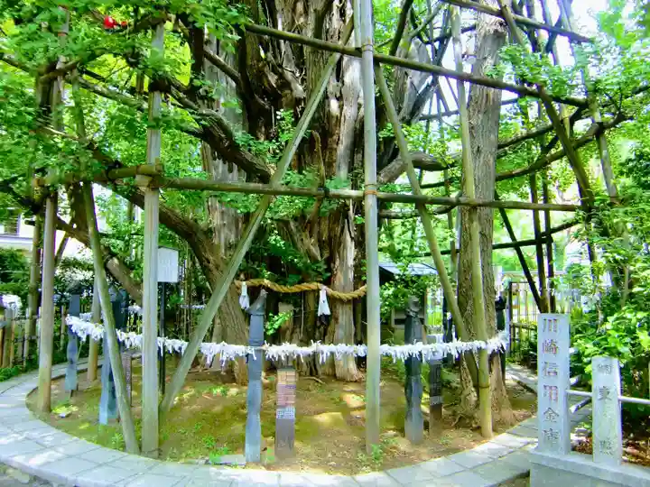 稲毛神社の自然