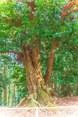 鹿島天足別神社の自然