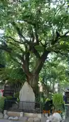 白山神社の庭園