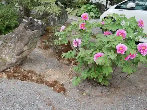 五大堂同聚院の自然