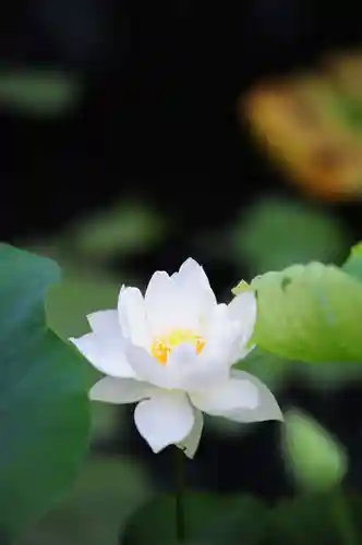 浄土寺(兵庫県)