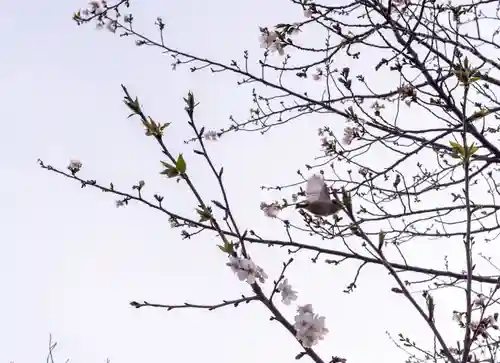 三嶋大社(静岡県)