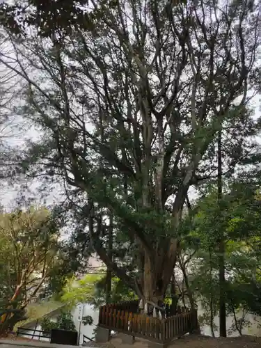 安房神社の自然