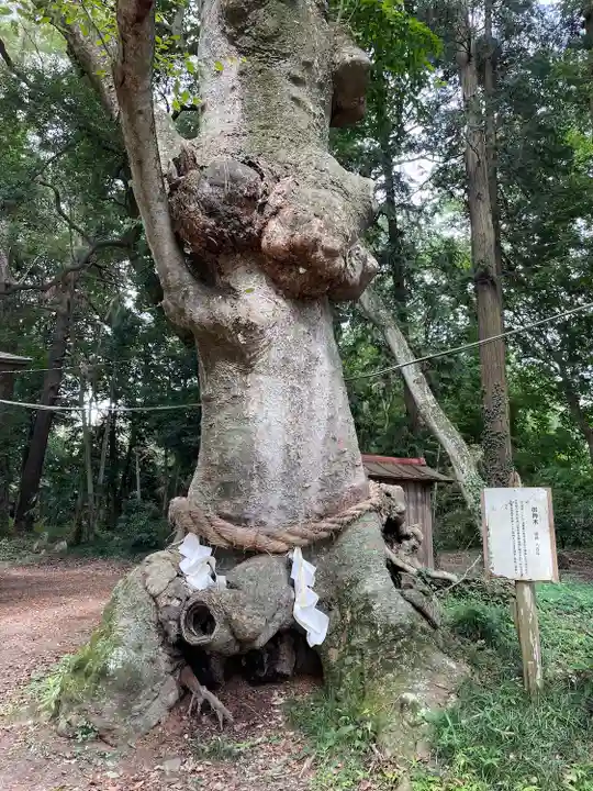 中村八幡宮(栃木県)