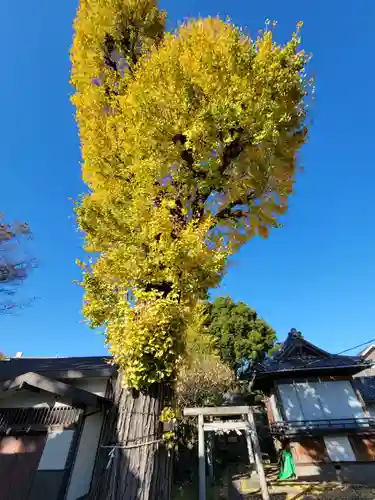 六月八幡神社の自然