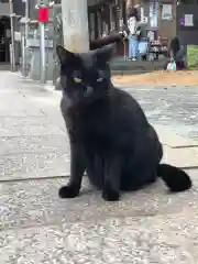 王子神社の動物